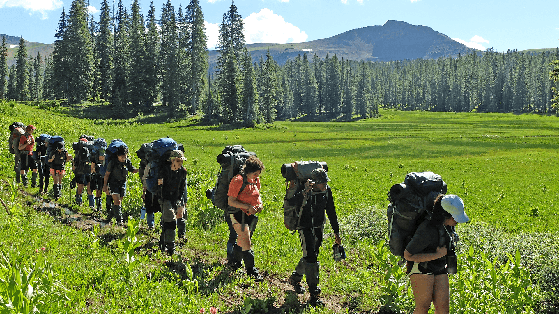 Summer is Back - Wilderness Photo